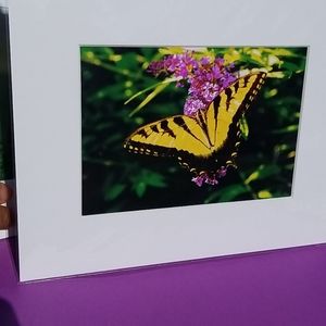 Yellow butterfly on purple flower nature gift matted photo photography decor Art